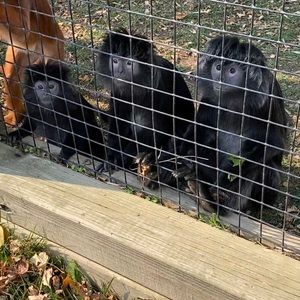 Meet your Posher, Brittani